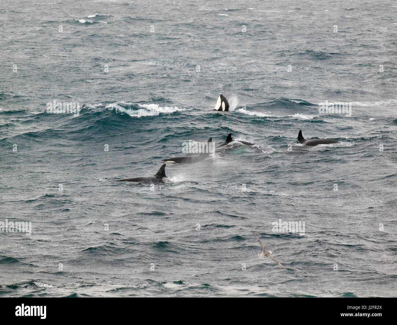 Orca in der Nordsee. Nur selten fotografiert in der Nordsee. Orcas (Killerwale) können im Einzelfall aufgrund der natürlichen Markierungen und Unterschiede in Fin Form identifiziert werden. Orcas haben eine offensichtliche Rückenflosse, die in Form und Größe, oft mit markanten Kerben oder Narben unterschiedlich. Der Sattel-Patch auch variiert von Individuum zu Individuum in Form, Größe, Farbe und Narbenbildung Stockfoto