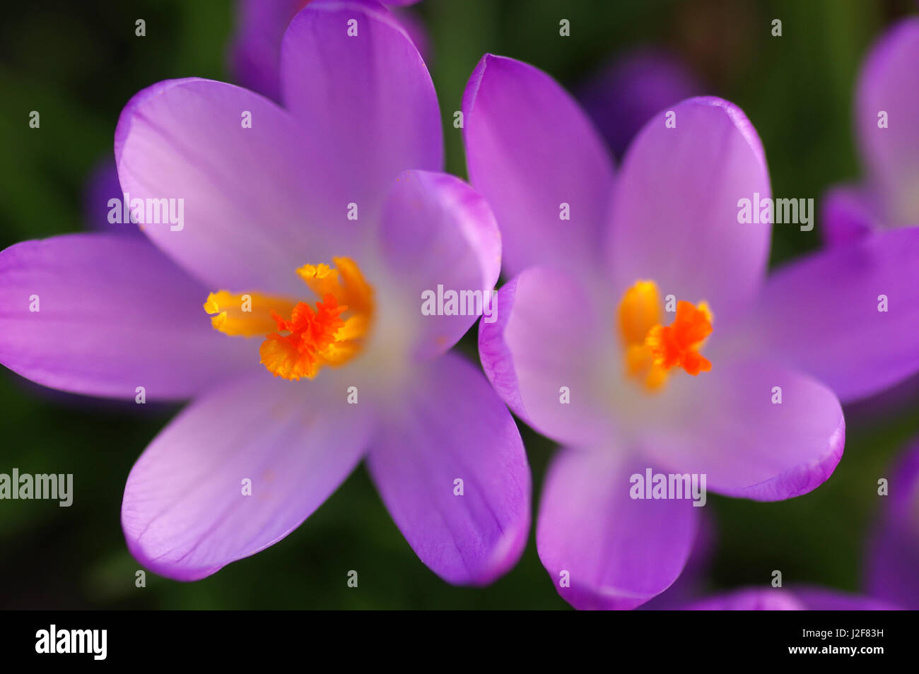 Detail der Orange Stigmatisierung und Staubblätter lila Frühling Crocus Stockfoto