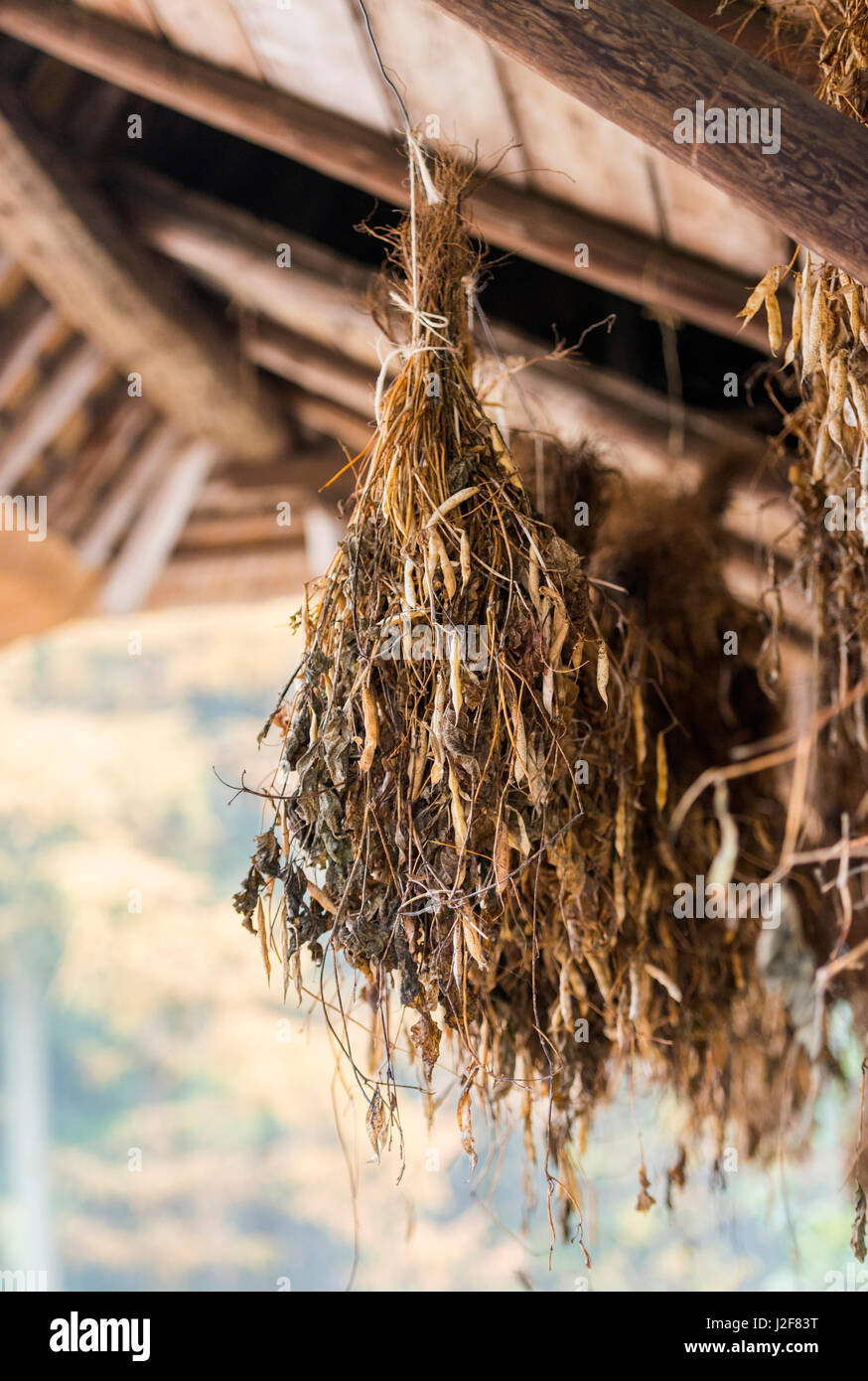 Kidney-Bohnen Pflanzen hängen zum Trocknen Stockfoto