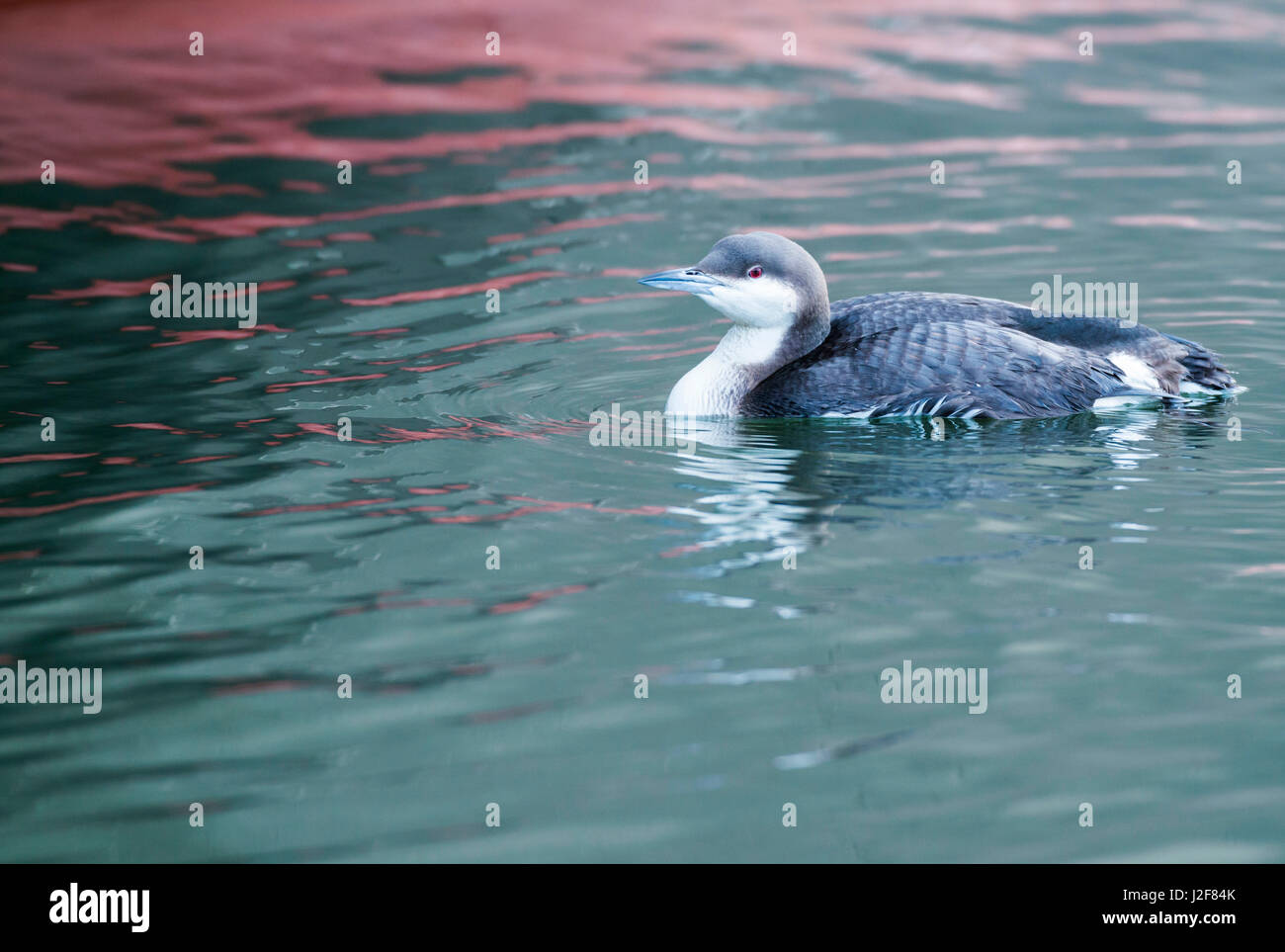 Black-throated Loon in einem Hafen Stockfoto