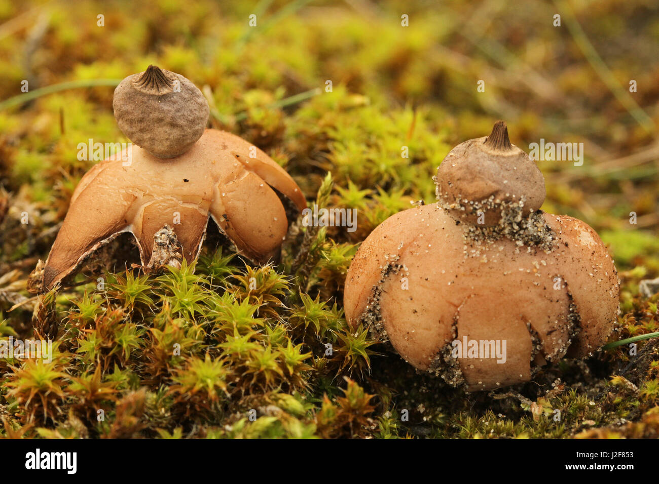 Zwei Proben von Geastrum Schmidelii, Zwerg Earthstar unter Star Moss Stockfoto