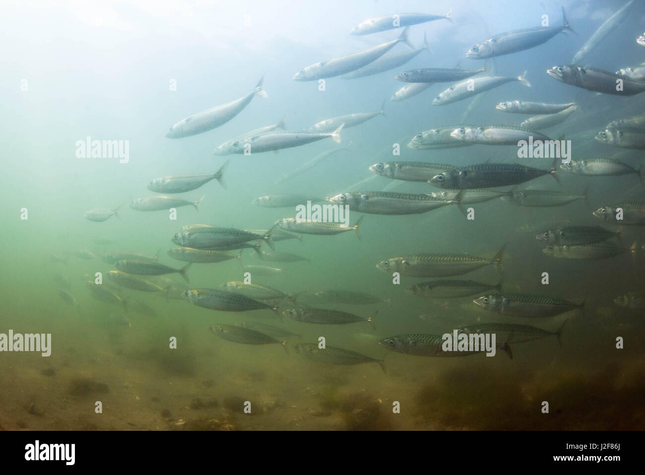 Schule von Makrelen, eine wichtigen Arten für die kommerzielle Fischerei Stockfoto
