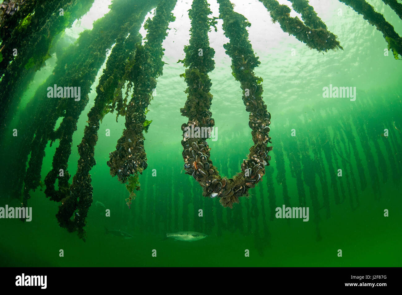 Muschel-Saiten unter Wasser, wo die Muscheln filtern können Futter in der Strömung, schwimmt eine Meeräsche im Hintergrund Stockfoto