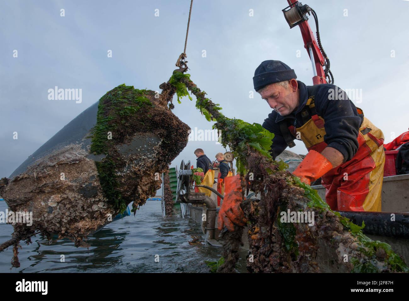 Ziehen Sie oben die Muscheln, die in diesen Gewässern in der Nähe der kleinen Stadt Yerseke gezüchtet werden, Muschel-Fischer Stockfoto