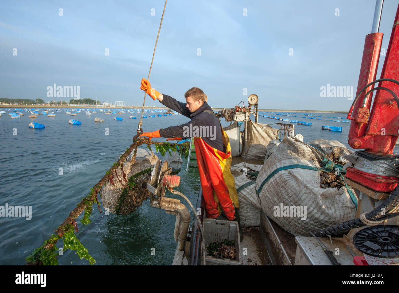 Ziehen Sie oben die Muscheln, die in diesen Gewässern in der Nähe der kleinen Stadt Yerseke gezüchtet werden, Muschel-Fischer Stockfoto