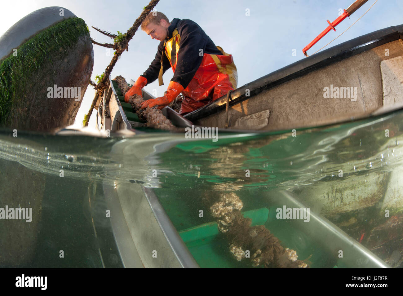 Ziehen Sie oben die Muscheln, die in diesen Gewässern in der Nähe der kleinen Stadt Yerseke gezüchtet werden, Muschel-Fischer Stockfoto