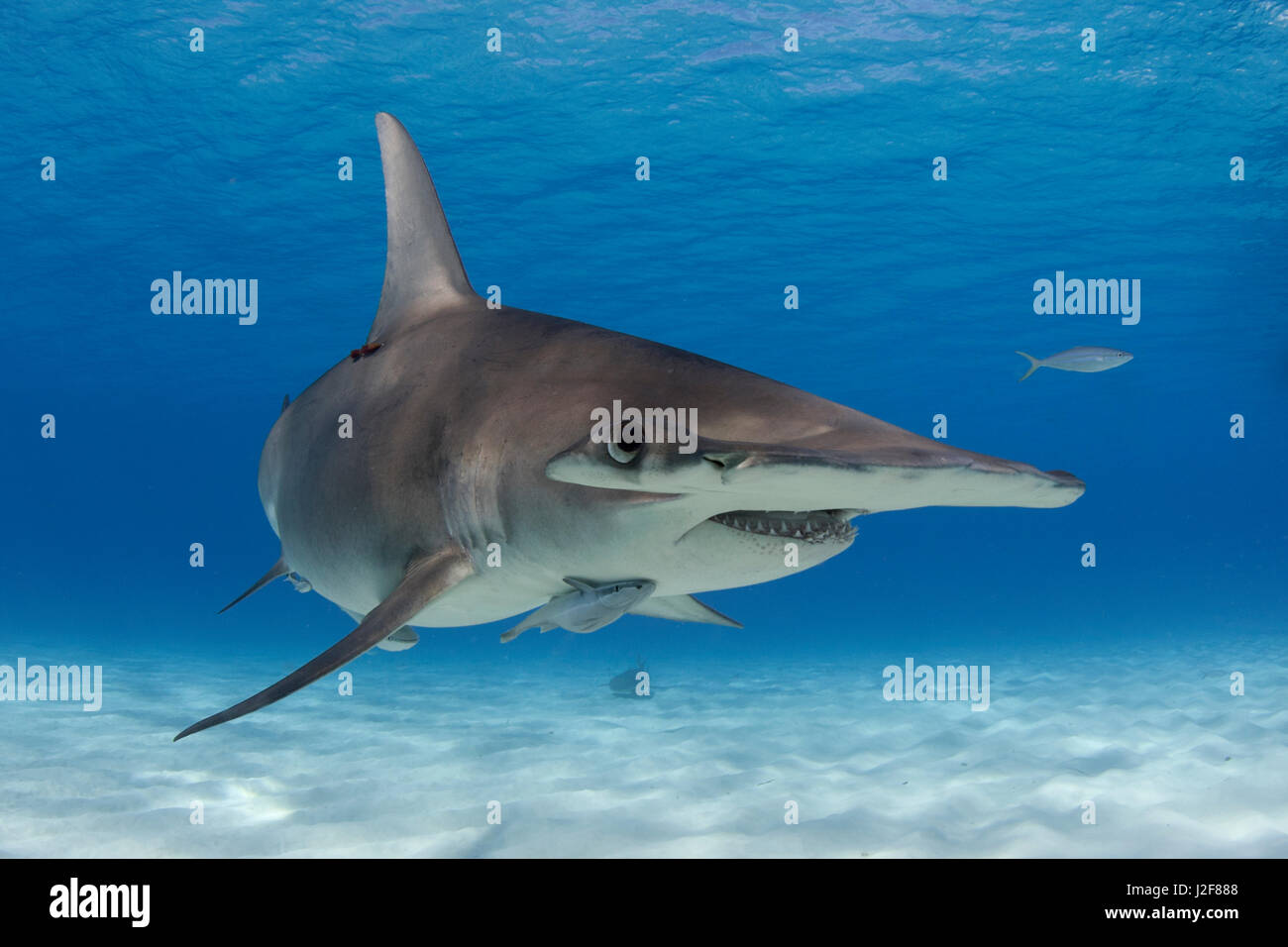 Großer Hammerhai, ein Hai-Arten durch Überfischung für seine Flossen gefährdet Stockfoto