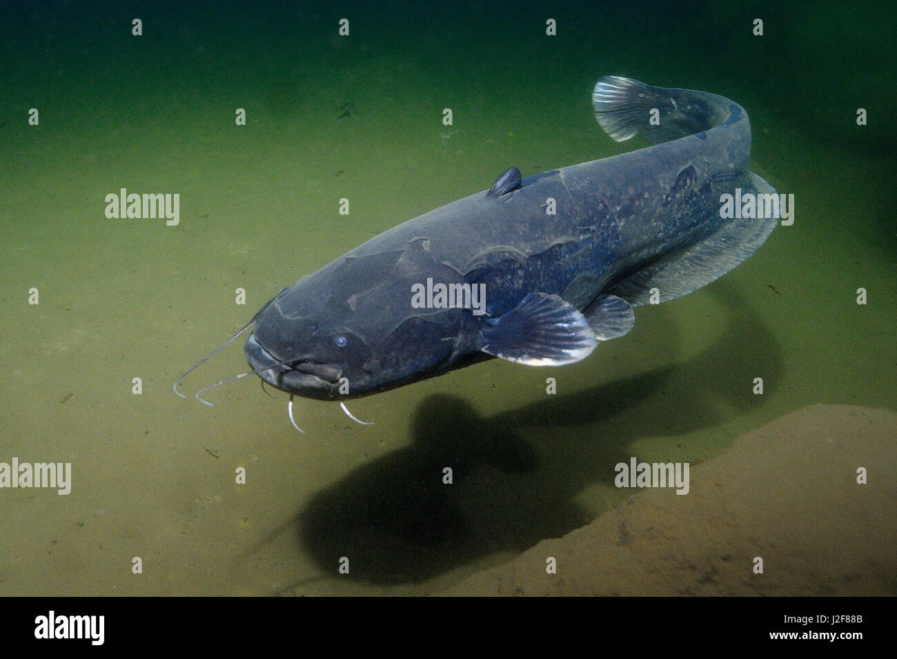 Der Europäische Wels ist einer der größten Süßwasserfische. Stockfoto