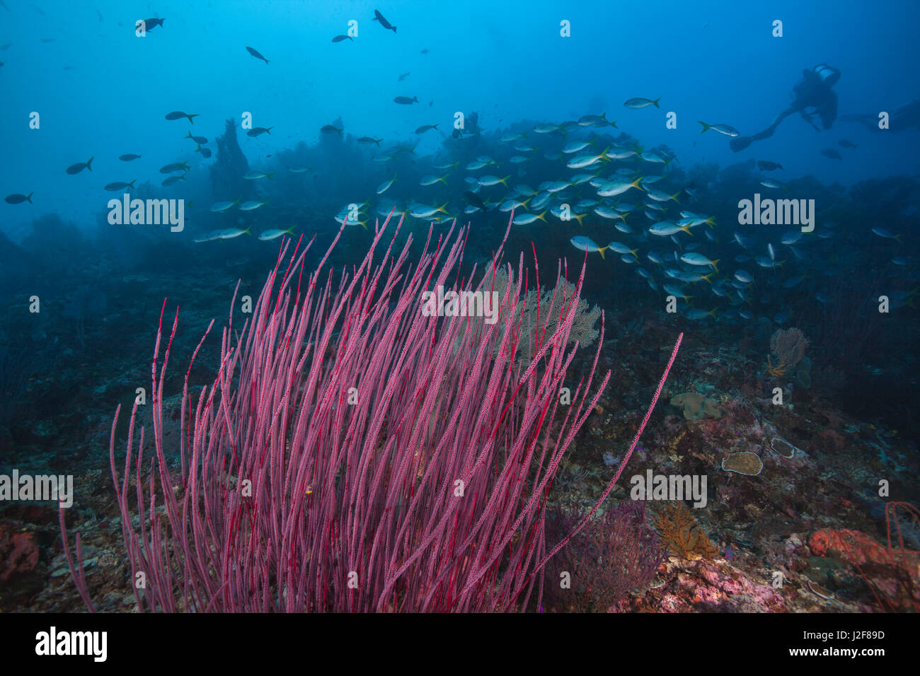Seascape der roten Peitschenkorallen in foregroud mit einer Schule der yellowtail Füsiliere Überquerung des Korallenriff und diver Silhouetten in blauem Wasser Hintergrund. Stockfoto