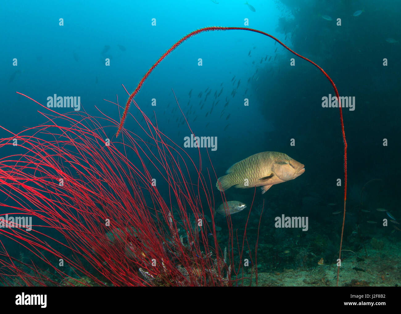 Junge Napoleon-Lippfisch umrahmt von roten Peitsche Korallen. Raja Ampat, Indonesien. Stockfoto