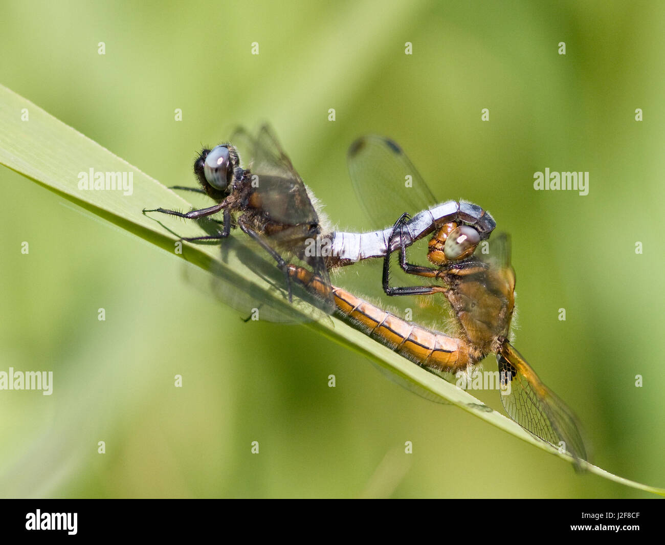 Paarung knapp Chaser auf Blatt gelbe Flagge Stockfoto