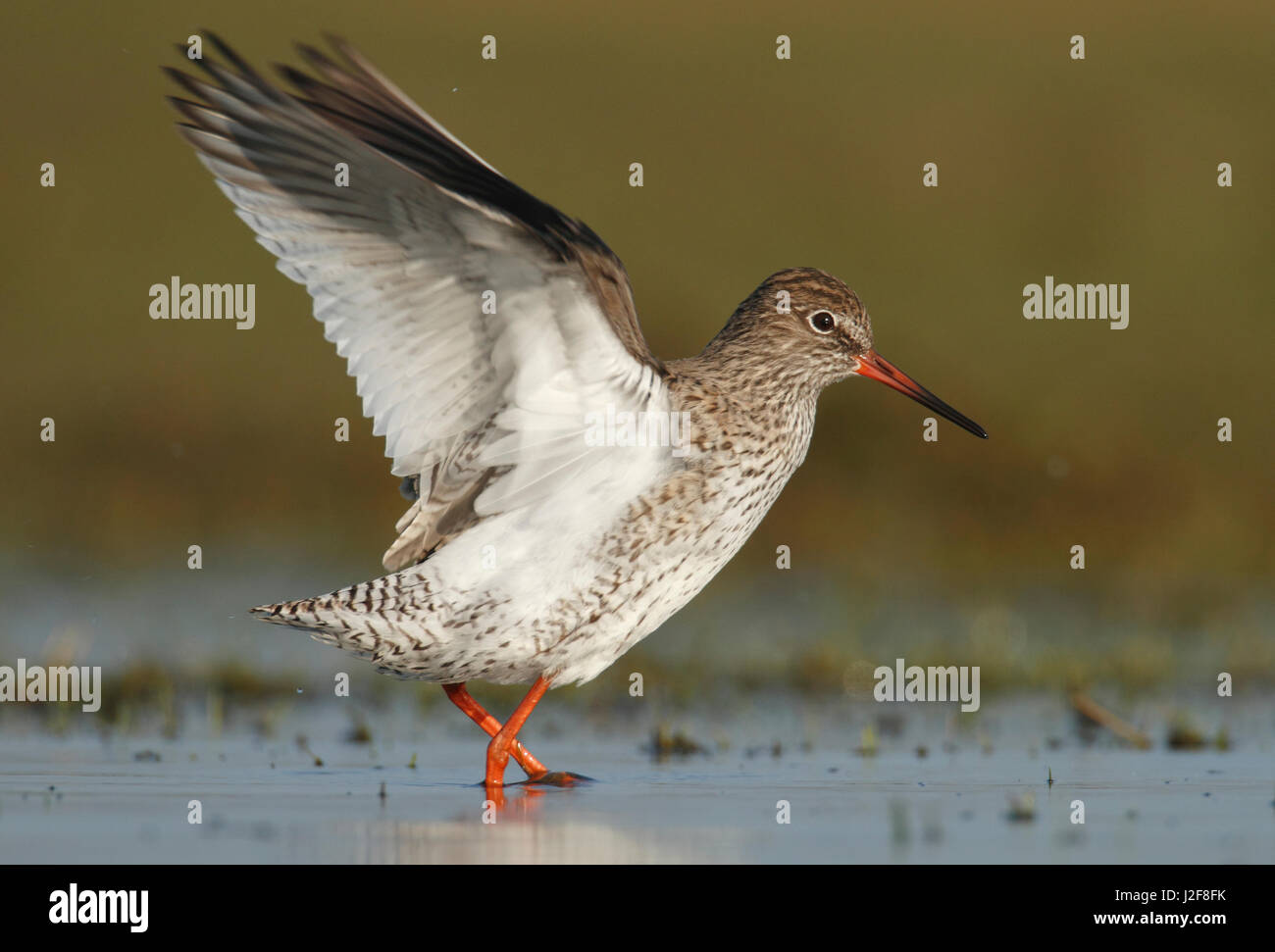 Gemeinsamen Rotschenkel (Tringa Totanus) seine Flügel in Feuchtgebieten an Bauern Land ausbreitet Stockfoto