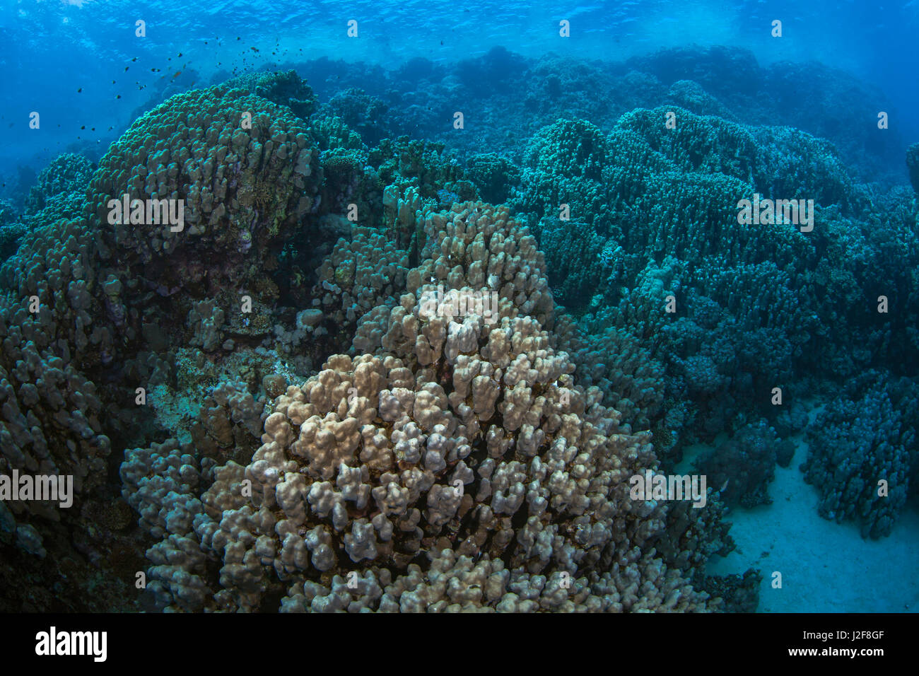 Blick auf die majestätischen bergigen harten Korallen-Formationen im Roten Meer vor der Küste Südägypten zu fegen. Stockfoto