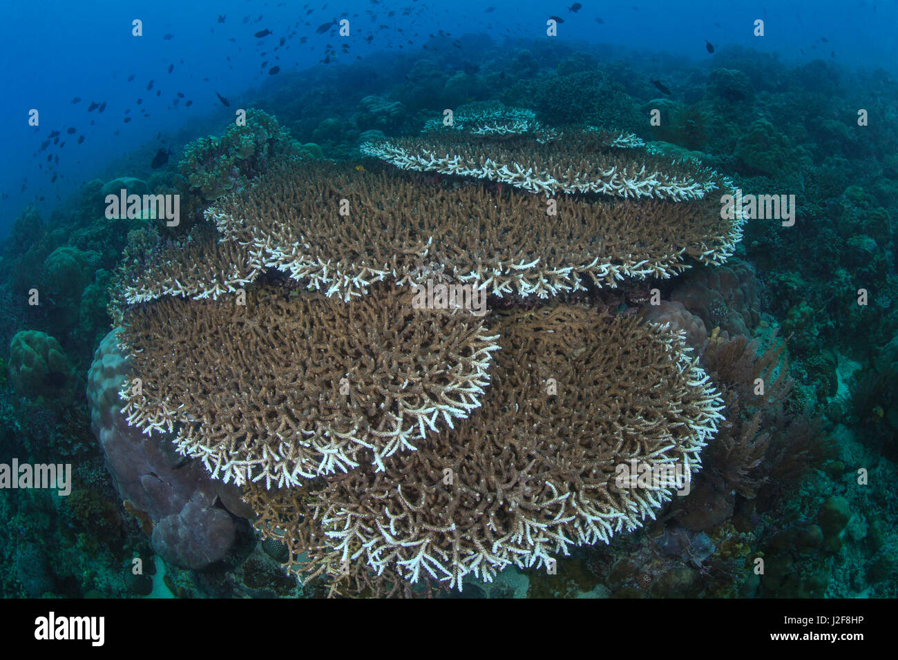 Acropora sp Coral erweitern als geschichtete Stapel von Tabellen über einen weiten Bereich des Meeresbodens. Bunaken Island, Indonesien. Stockfoto