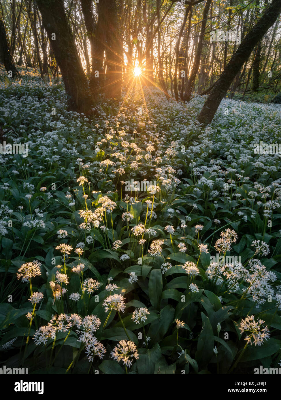 Die letzten Sonnenstrahlen in einem Wald mit Bärlauch Blumen Teppichboden gießen. Stackpole, Pembrokeshire, Wales, UK Stockfoto