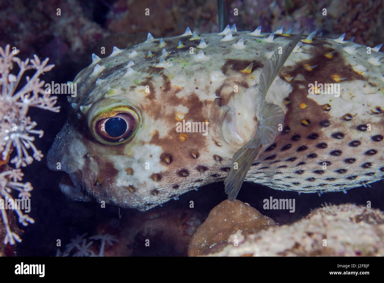 Schließen Sie herauf Bild der Porcupine Kugelfisch ein vorsichtig Augen Aussehen verleihen. Rotes Meer, Ägypten. Stockfoto