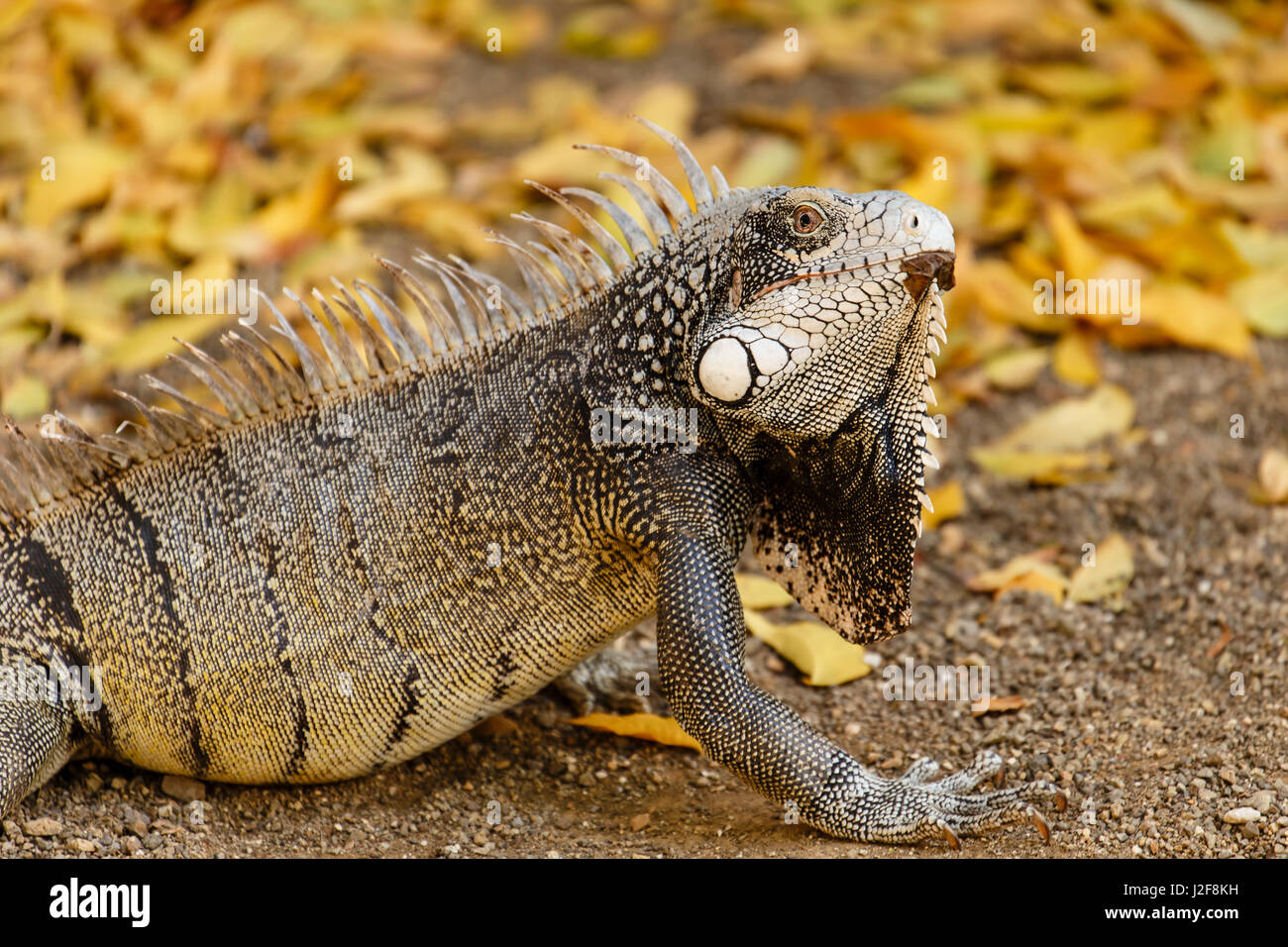Porträt der ein grüner Leguan (Iguana Iguana) Stockfoto