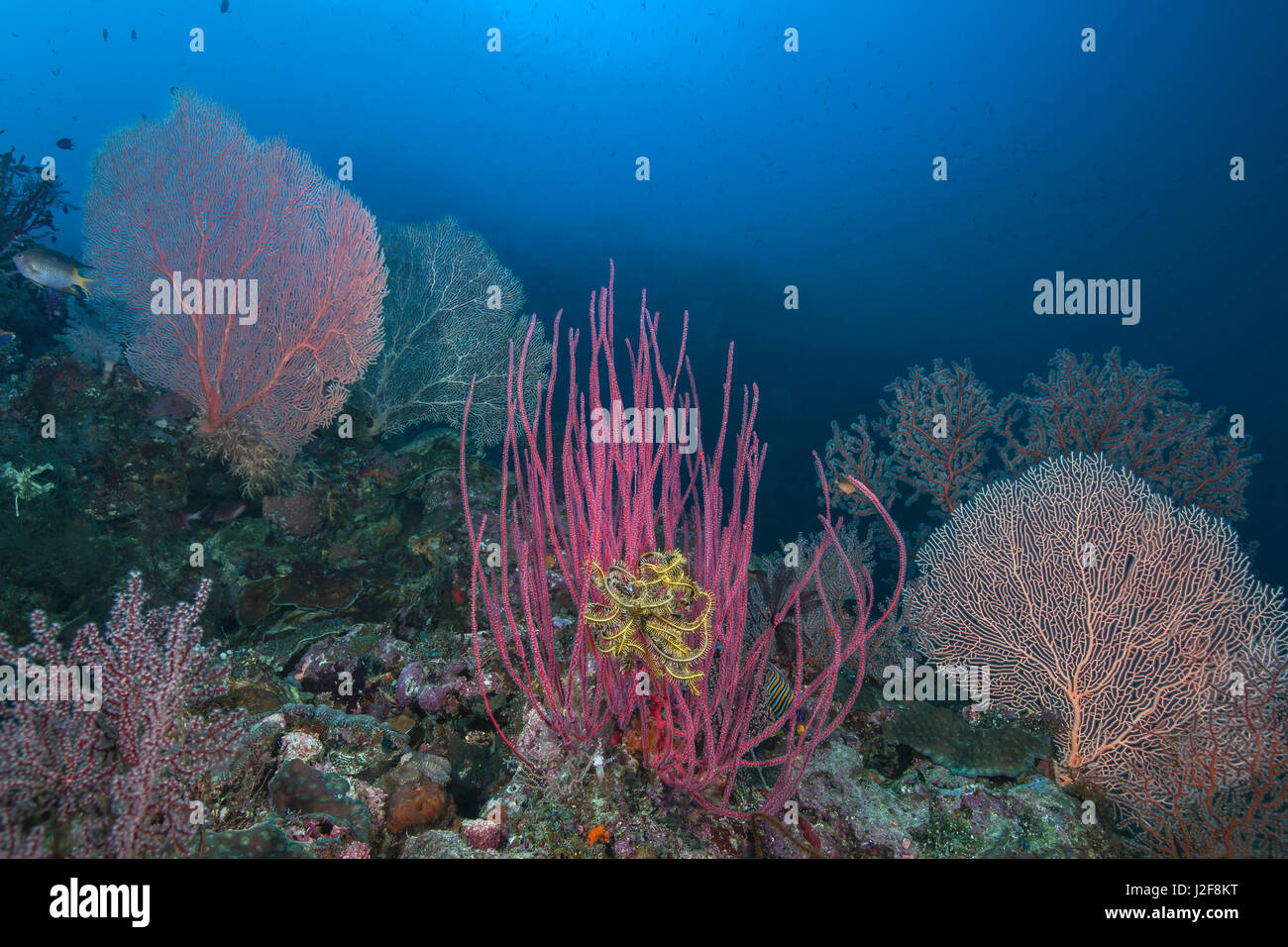 Korallenriff, bevölkert von einer Vielzahl von Gorgonien in leuchtenden Farben. Raja Ampat, Indonesien. Stockfoto