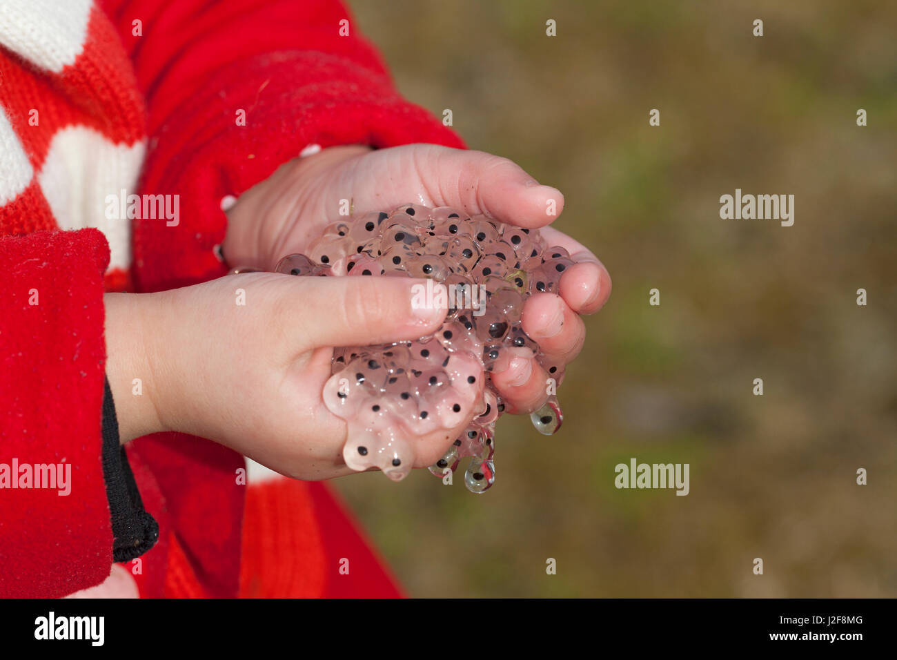 Frosch-Laich in den Händen eines Mädchens Stockfoto