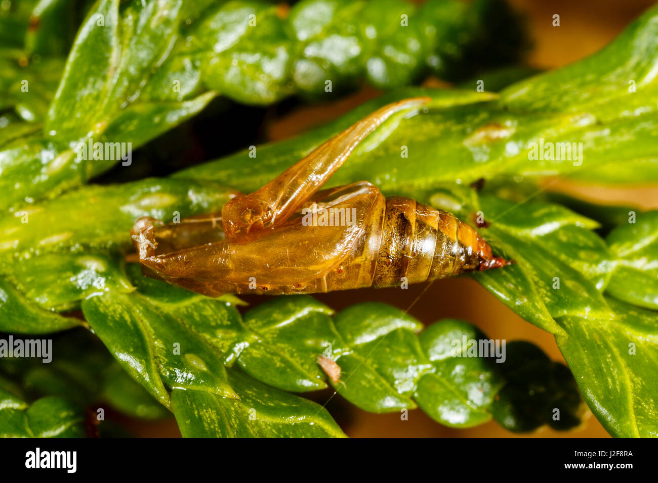 Leere Puppe Freyer Mops (Eupithecia Intricata) kurz nach der Entstehung der Motte Stockfoto