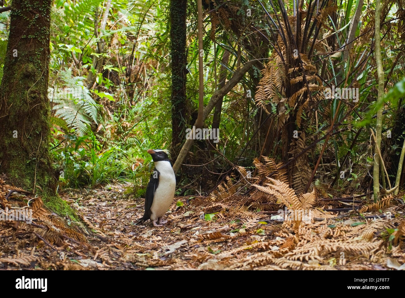 Fiordland Penguin im Regenwald Stockfoto