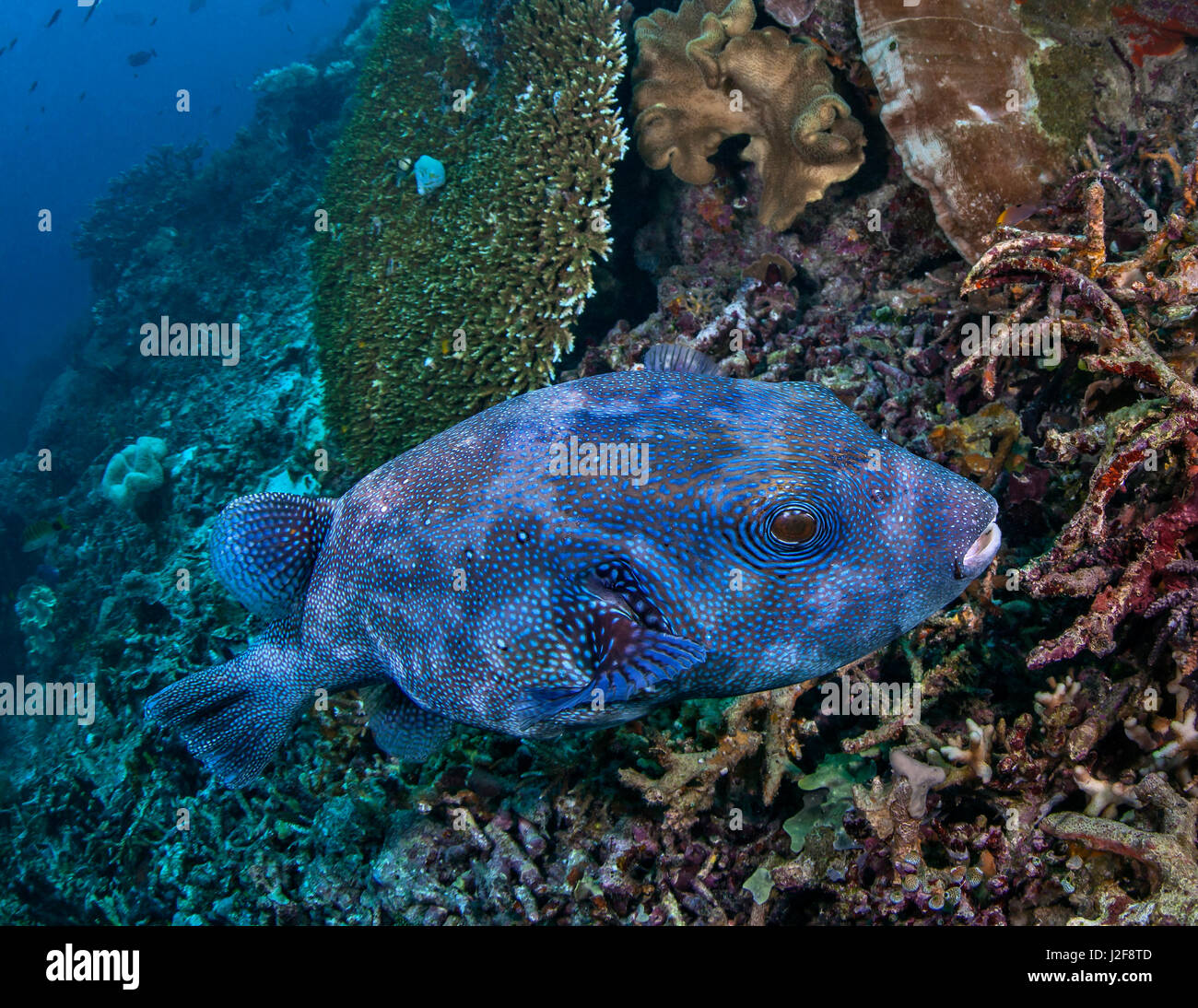 Sternenhimmel Kugelfisch mit Blaufärbung auf Nahrungssuche am Korallenriff. Raja Ampat, Indonesien. Stockfoto