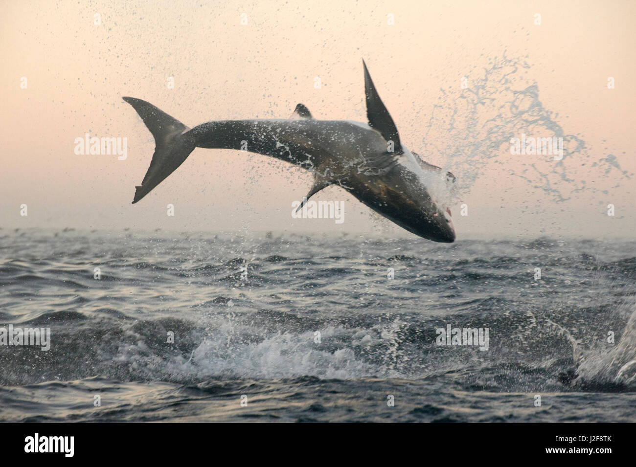 Verletzung der weiße Hai (Carcharodon Carcharias) Stockfoto
