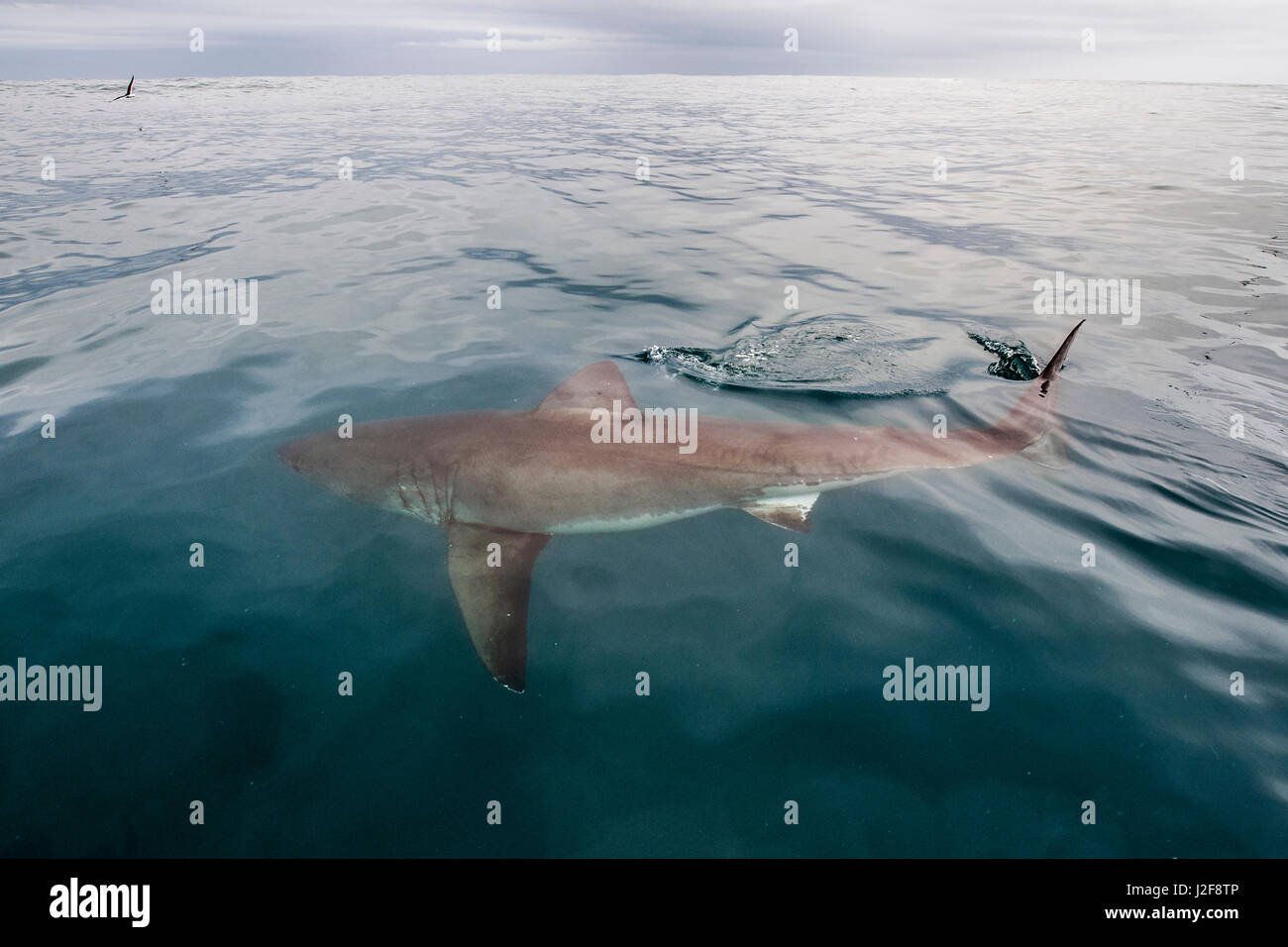 Der weiße Hai vom Boot aus gesehen Stockfoto
