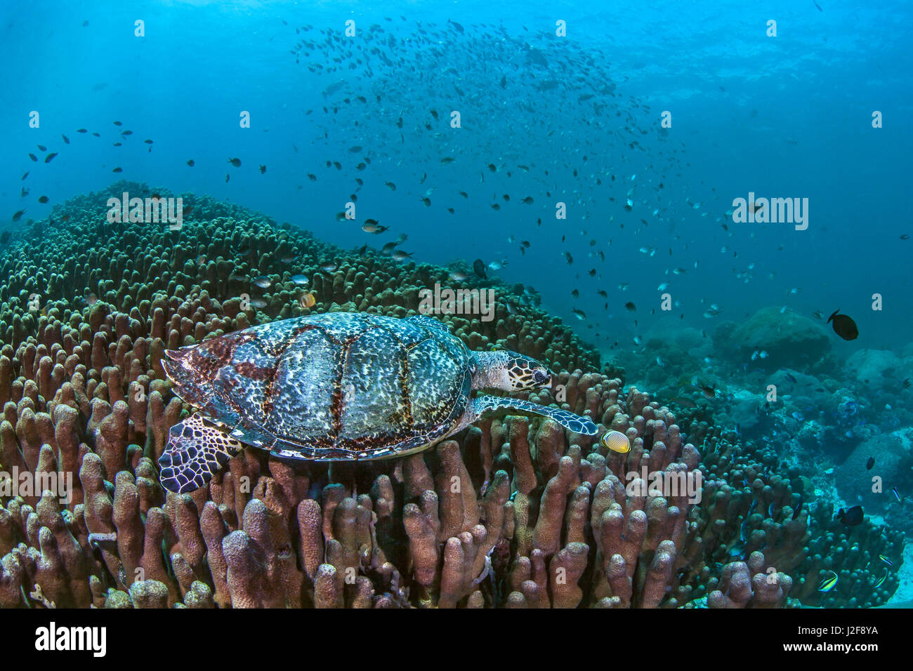 Marine Meeresschildkröte Nahrungssuche unter harten Korallen Säulen Porite. Nusa Lembongan, Bali, Indonesien. Stockfoto