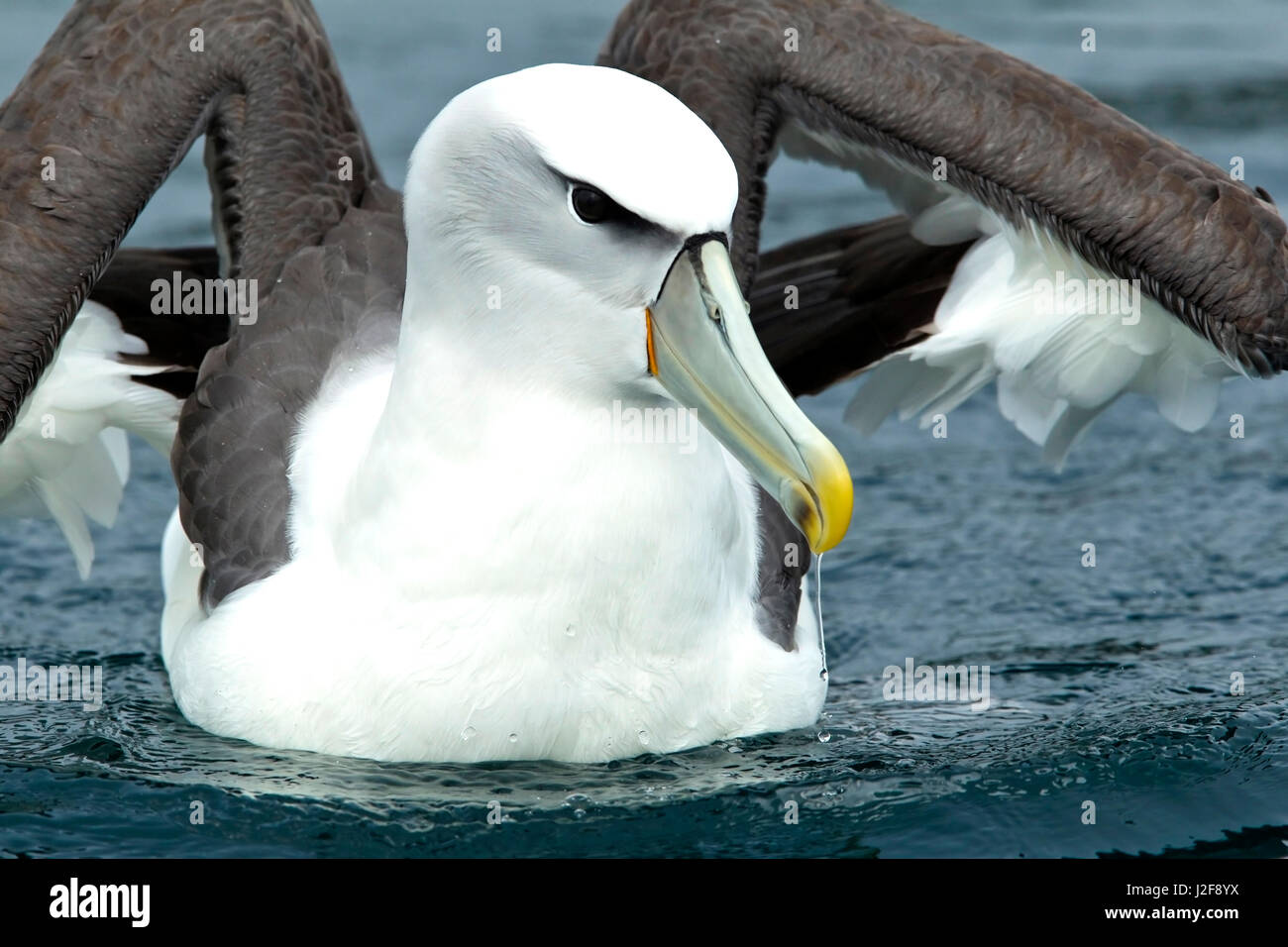 Schüchterner Albatros Landung am Meer Stockfoto