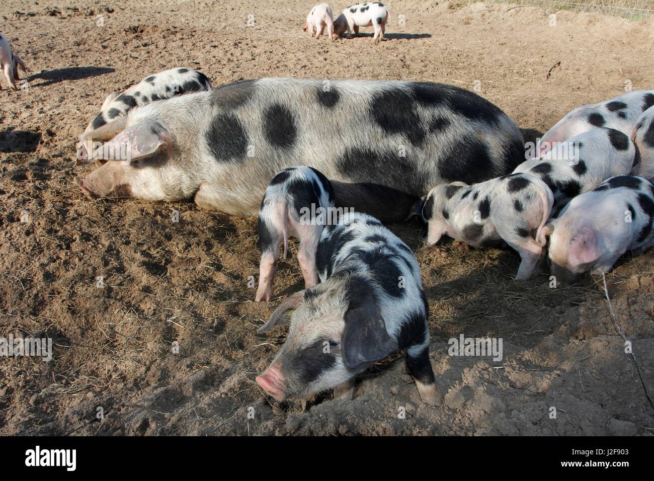 Die traditionelle Rasse Bonte Bentheimer Schwein Stockfoto