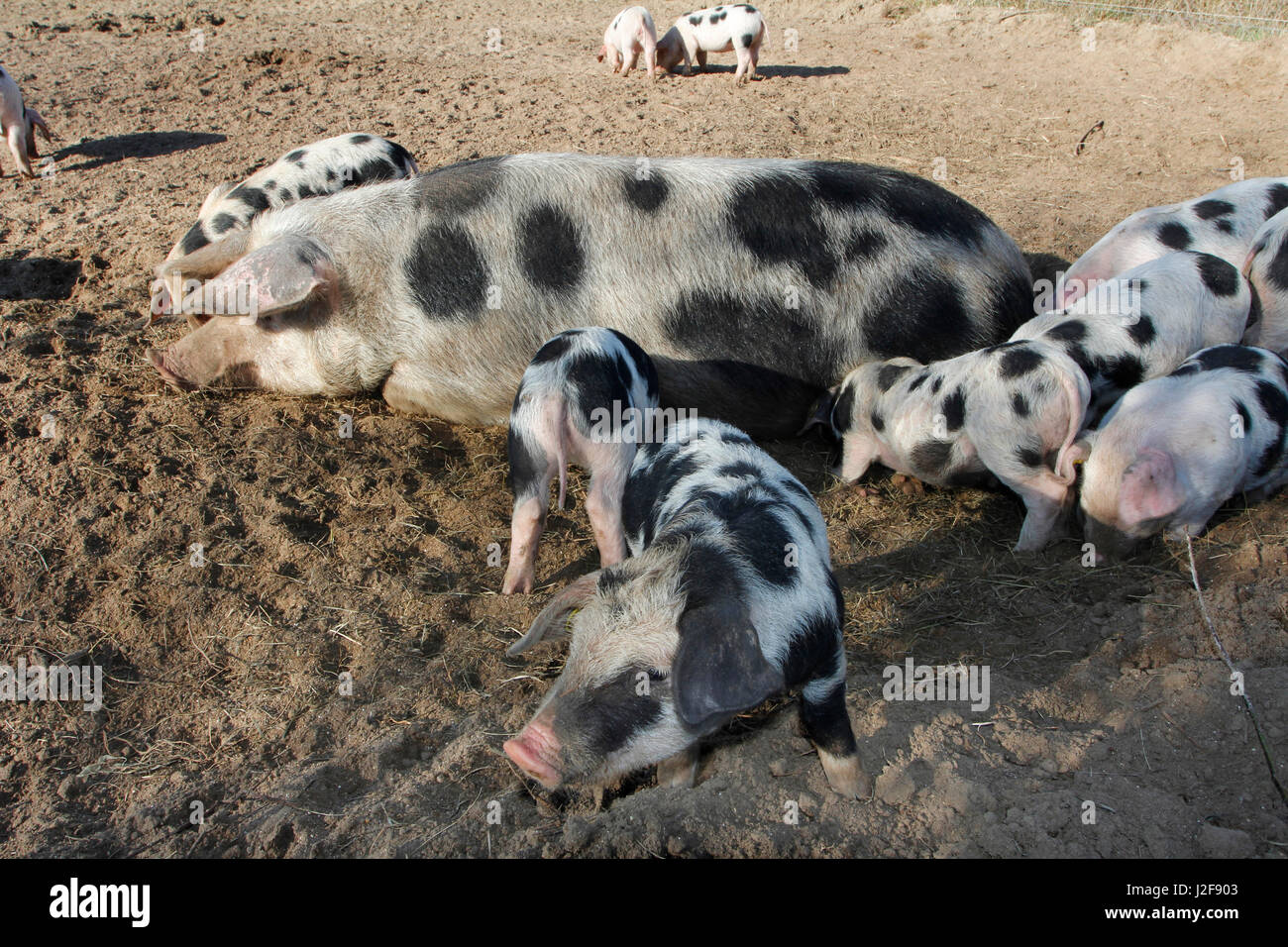 Traditionelle rasse -Fotos und -Bildmaterial in hoher Auflösung – Alamy