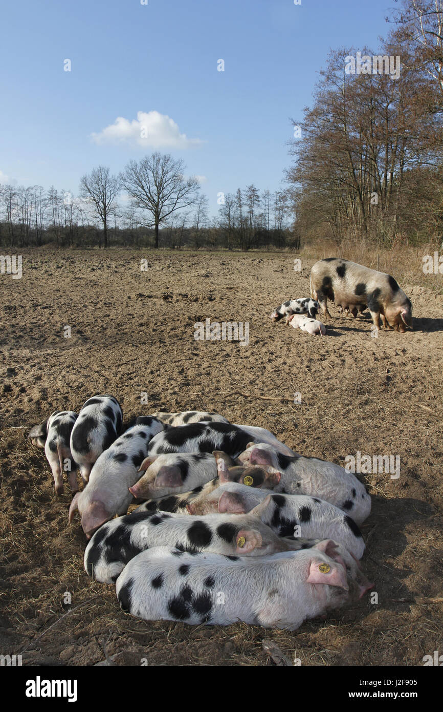 Die traditionelle Rasse Bonte Bentheimer Schwein Stockfoto