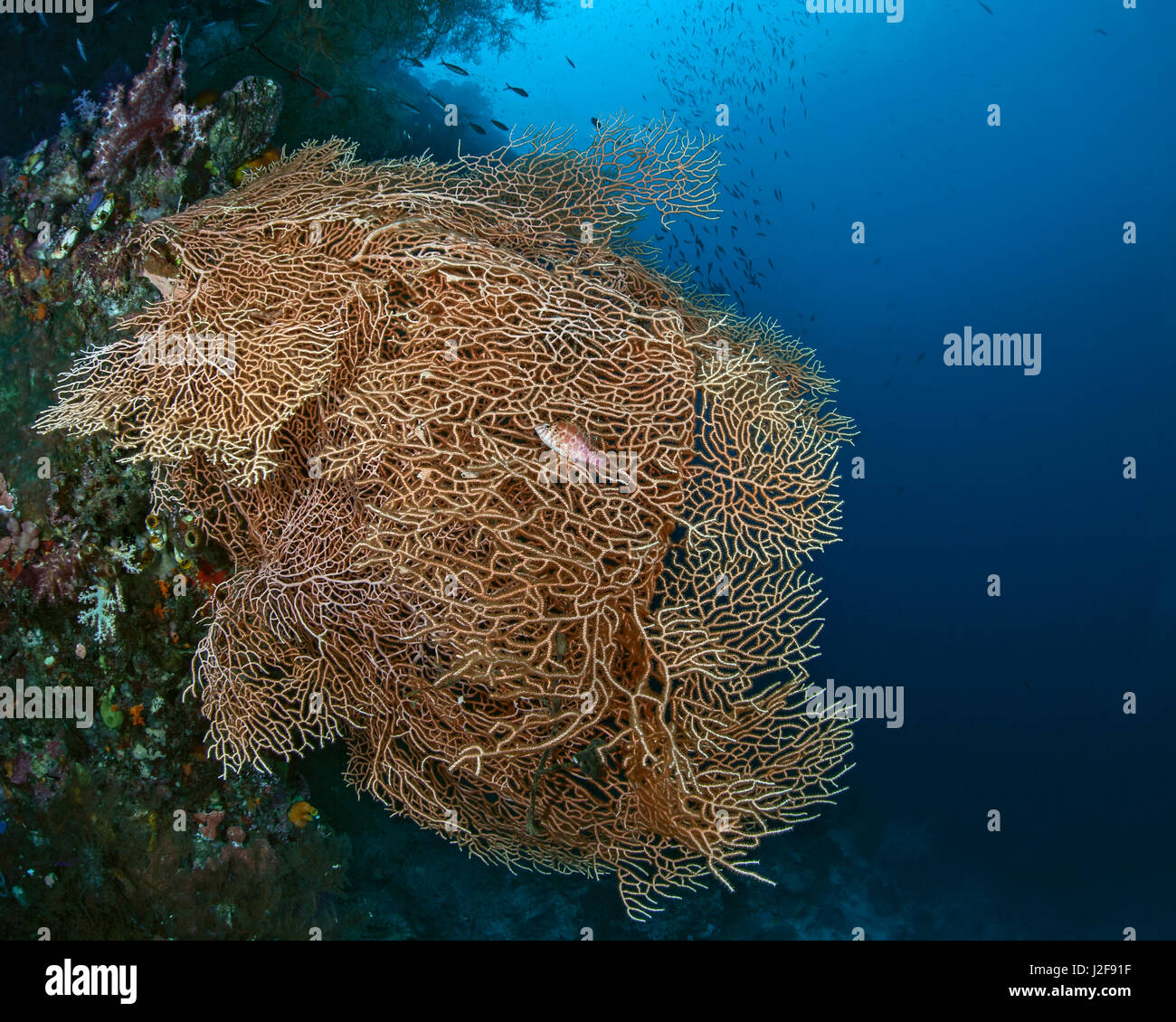 Seascape Bild von Hawkfish auf orange Gorgonien. Raja Ampat, Indonesien. Stockfoto