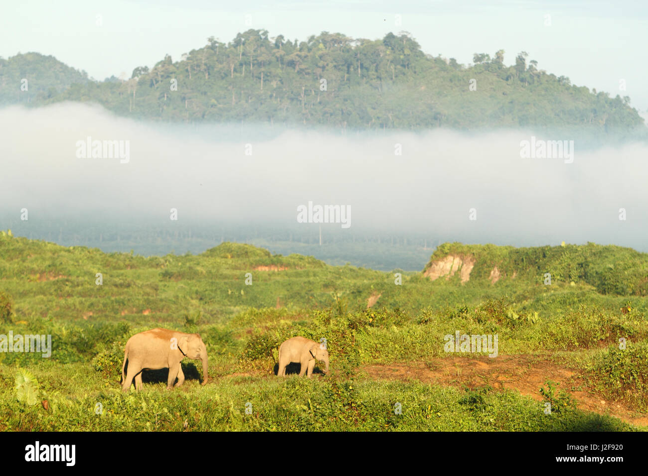 Mutter und junge Elephas Maximus Borneensis; Borneo pygmy Elefant auf Palmöl-Plantage auf der Suche nach Nahrung Stockfoto