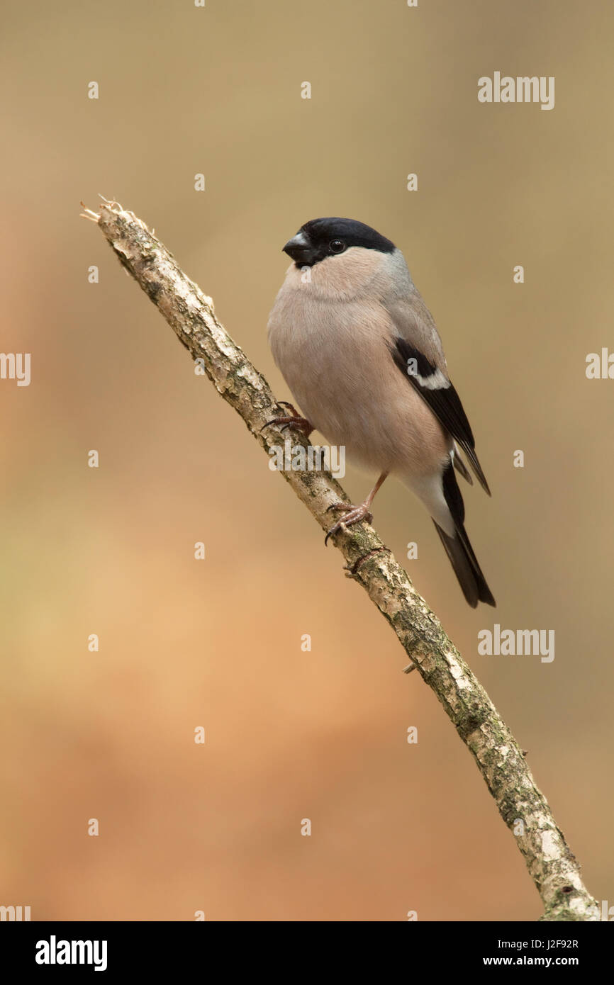 weiblichen Gimpel; Pyrrhula pyrrhula Stockfoto