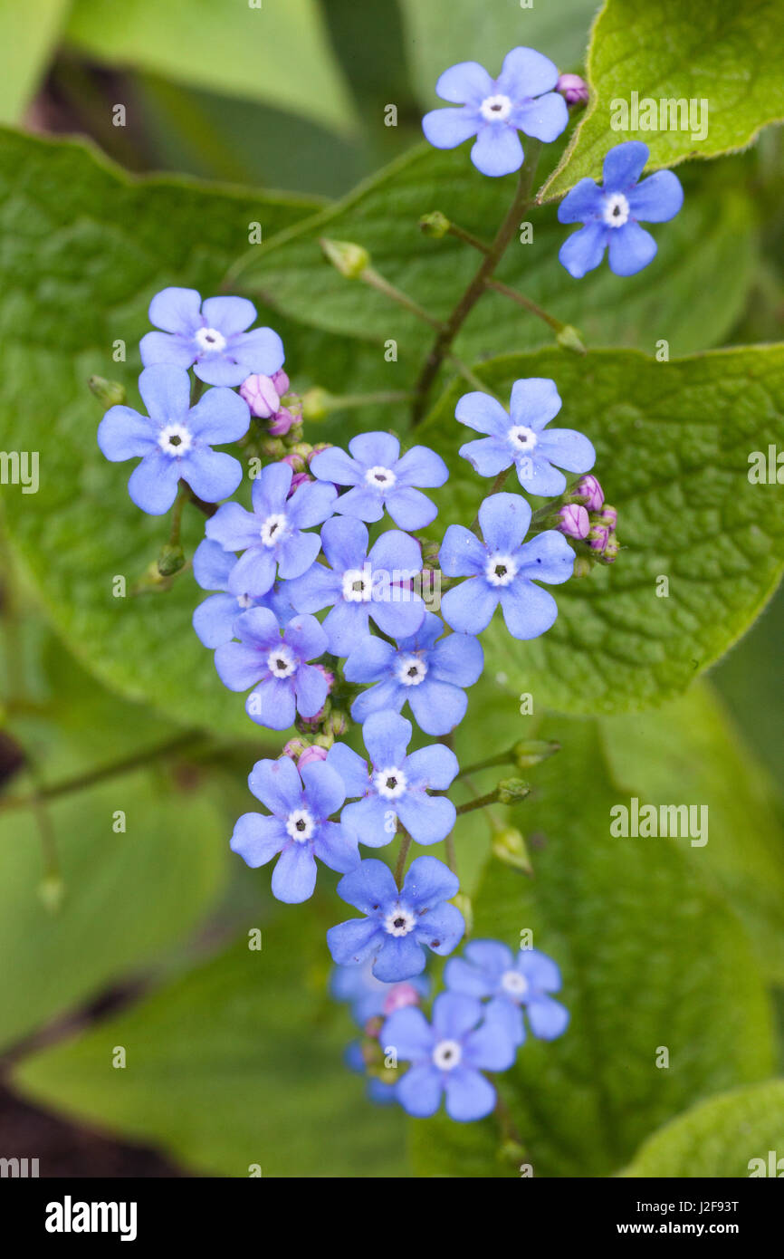 Falsche Vergissmeinnicht in einem Garten in Amersfoort Stockfoto