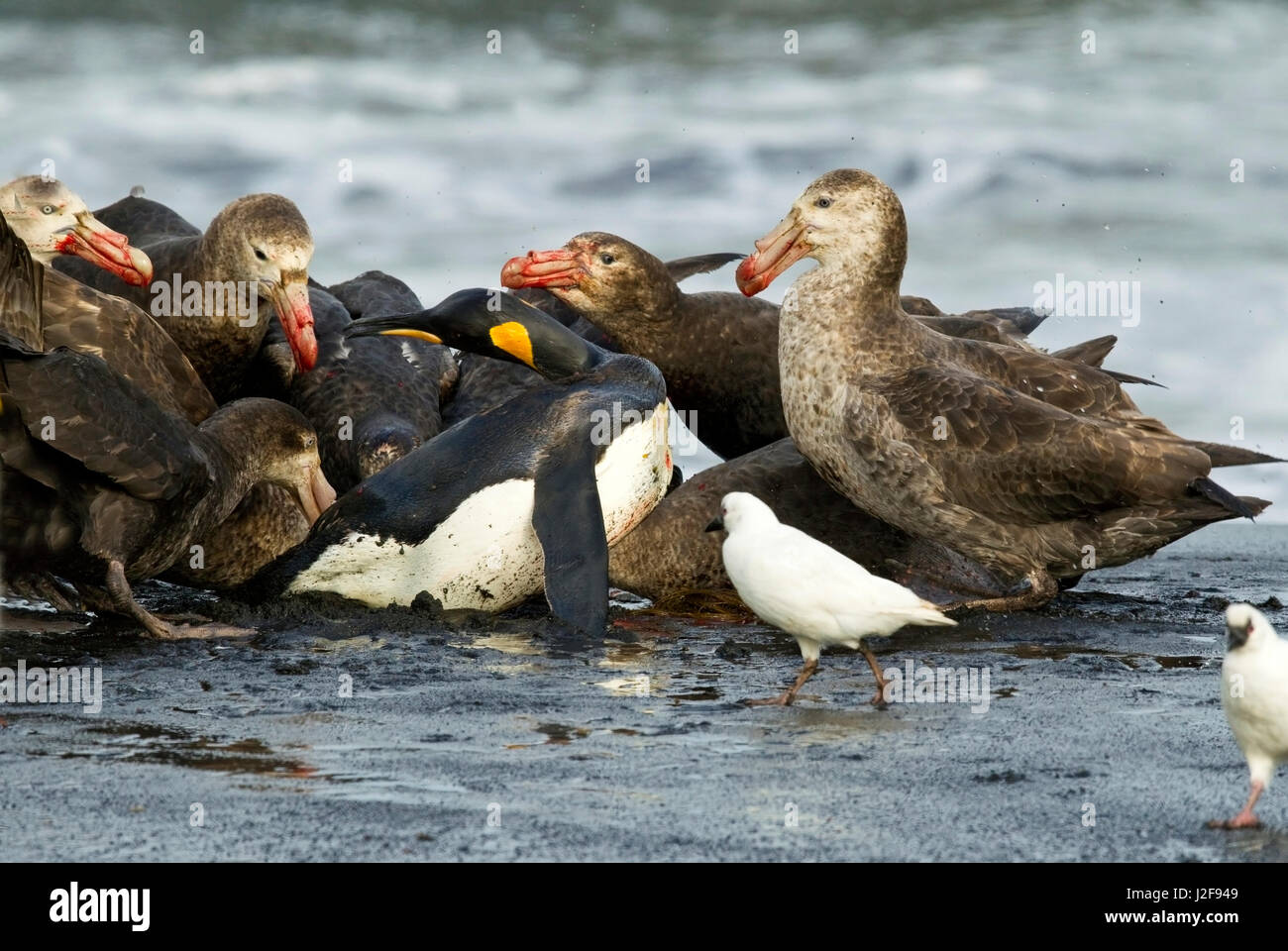 Verwundeten Königspinguin von riesigen Sturmvögel angegriffen Stockfoto