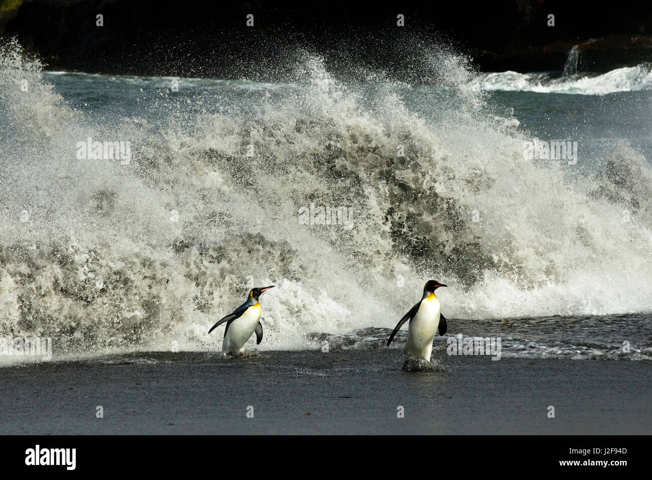 Königspinguine kommen an Land bei Sturm mit riesigen Wellen Stockfoto