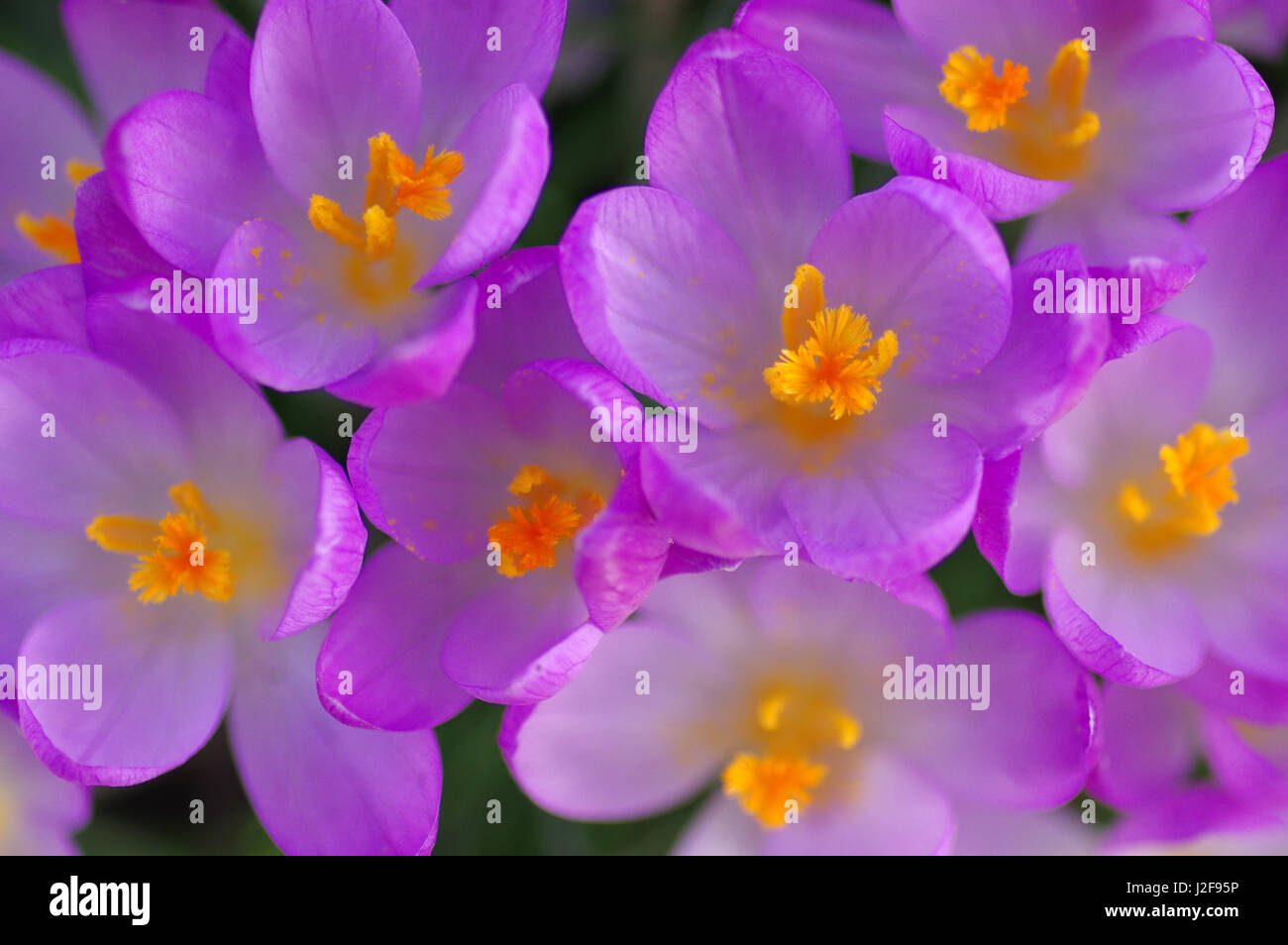 Detail der Orange Stigmatisierung und Staubblätter lila Frühling Crocus Stockfoto