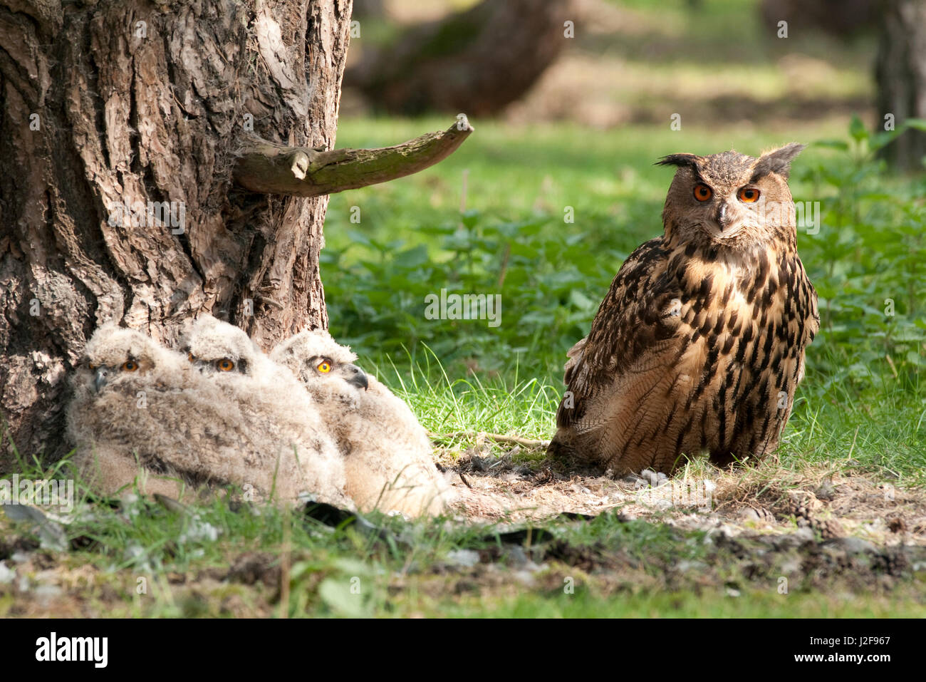 Uhu Weibchen mit ihren drei Küken Stockfoto