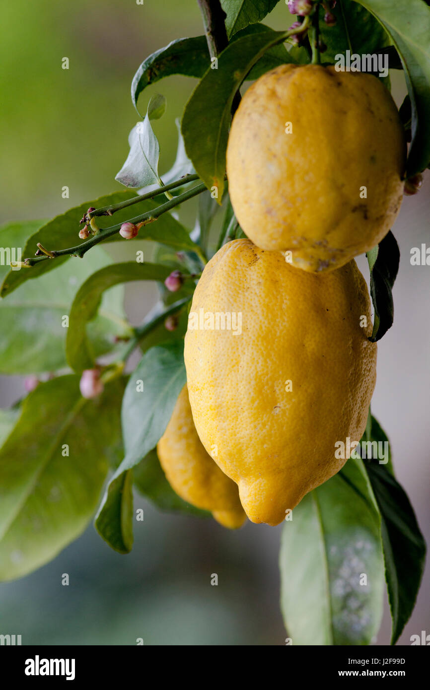 Die Zitronen der Amalfi-Küste haben eine geschützte Herkunftsbezeichnung. Sie wachsen überall auf den Terrassen. Stockfoto