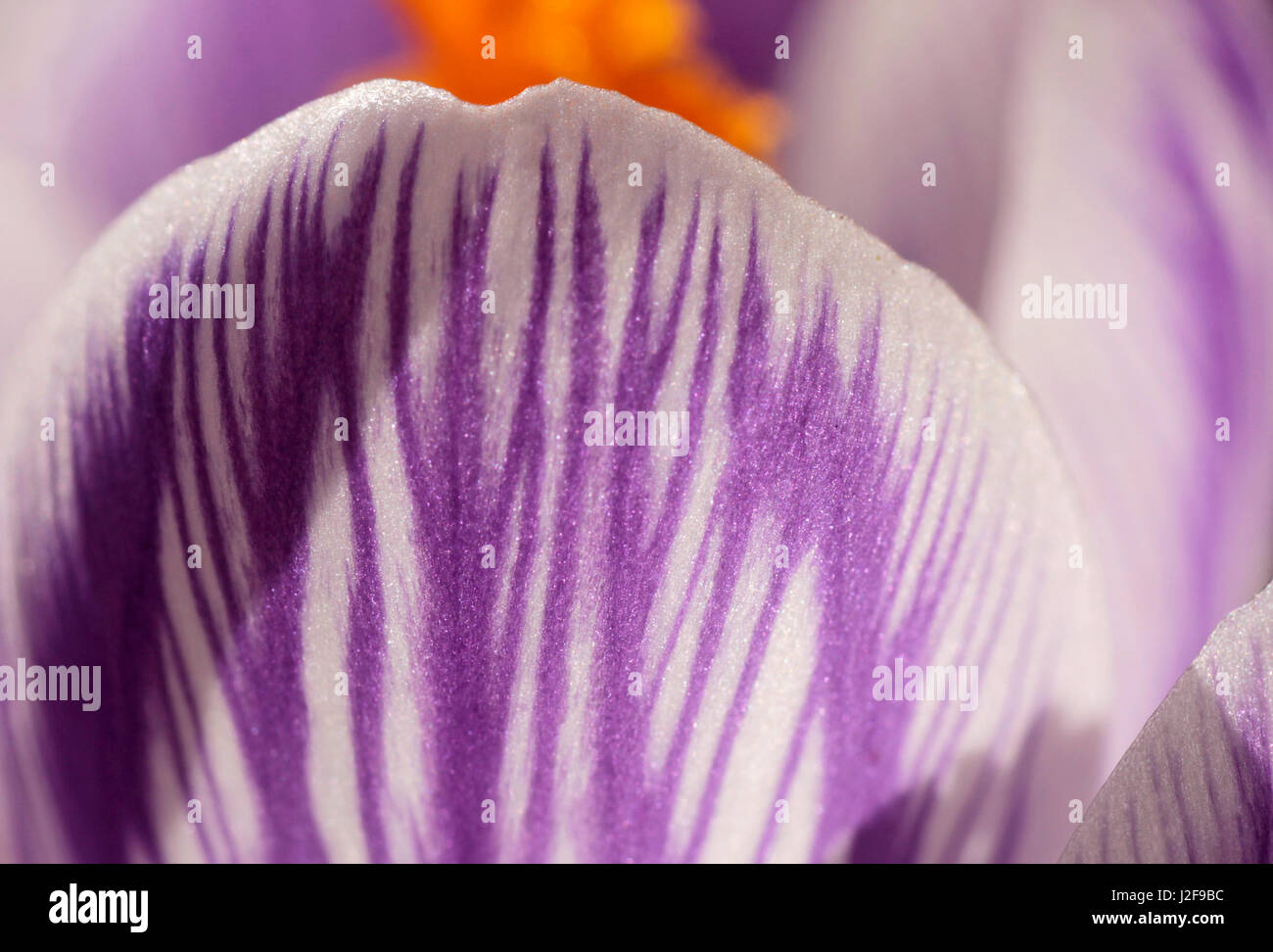 Weißes und violettes Blatt der Blume von Crocus Pickwick'.' Stockfoto