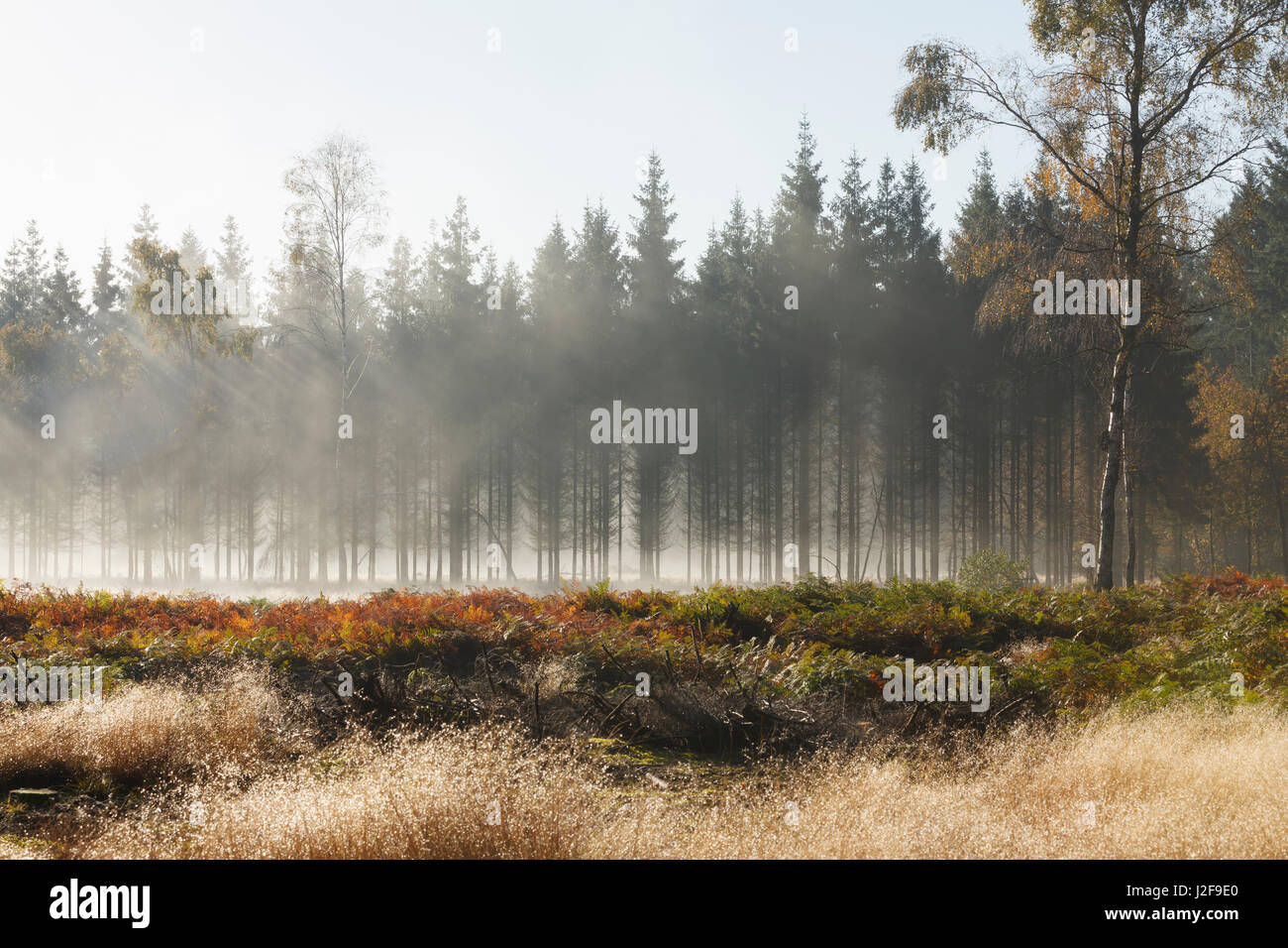 Strahlen im Nebel auf einer Lichtung im Wald mit Farnen in Herbstfarbe Stockfoto