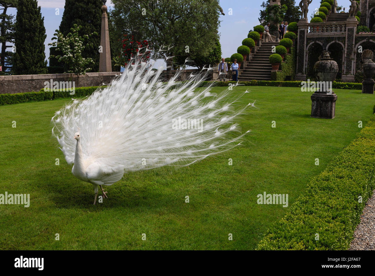 Weißer Pfau. Palazzo italienischen Garten Isola Bella. Borromäischen Inseln. Lago Maggiore. Italien. Stockfoto