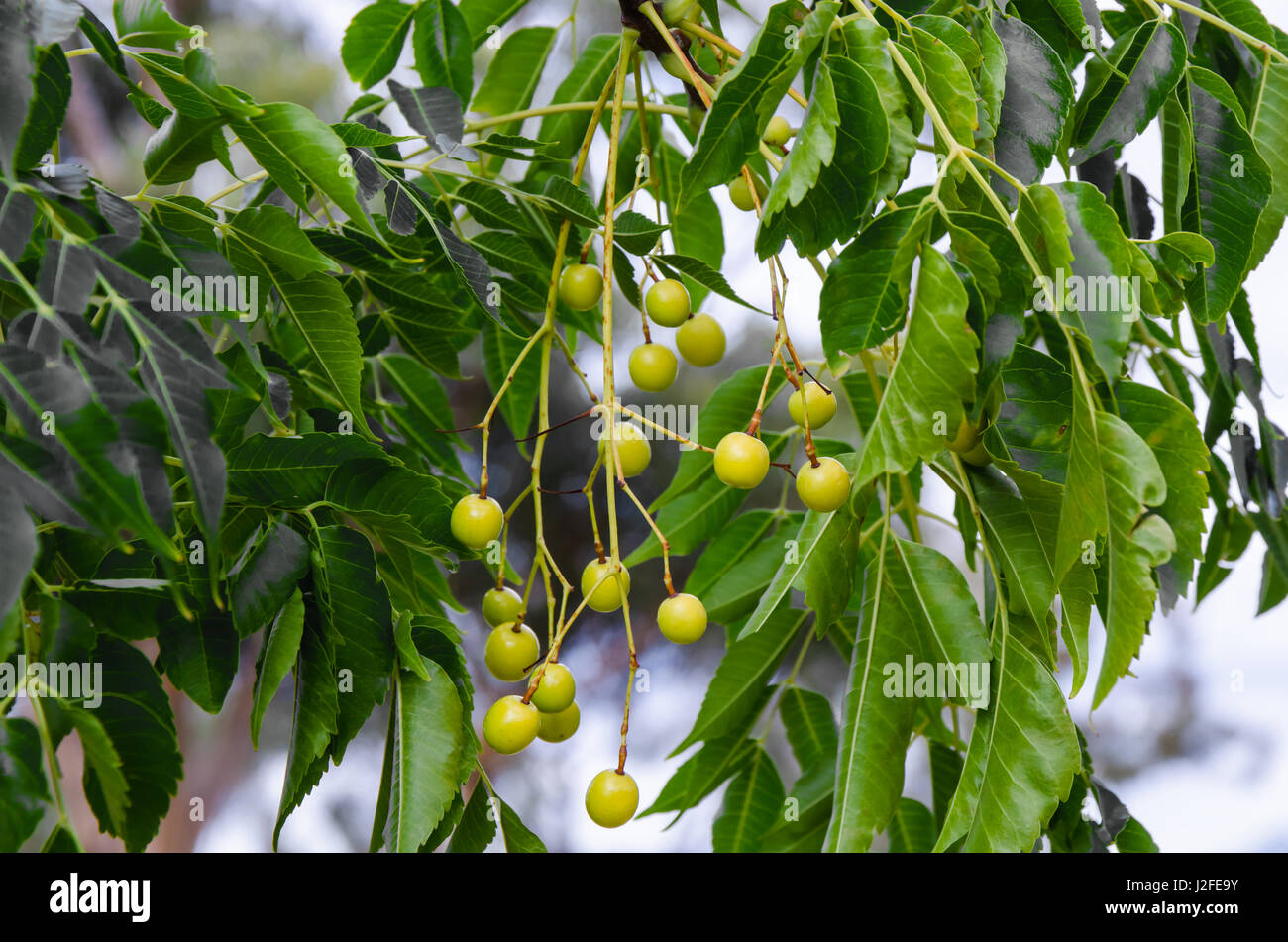 Chinaberry, weiße Zeder Beeren und Blätter Stockfoto