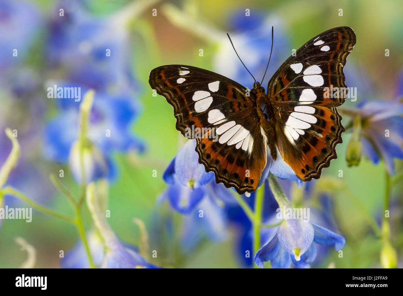 Tropischer Schmetterling Moduza Mata amida Stockfoto