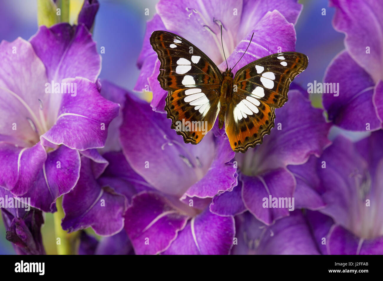 Tropischer Schmetterling Moduza Mata amida Stockfoto