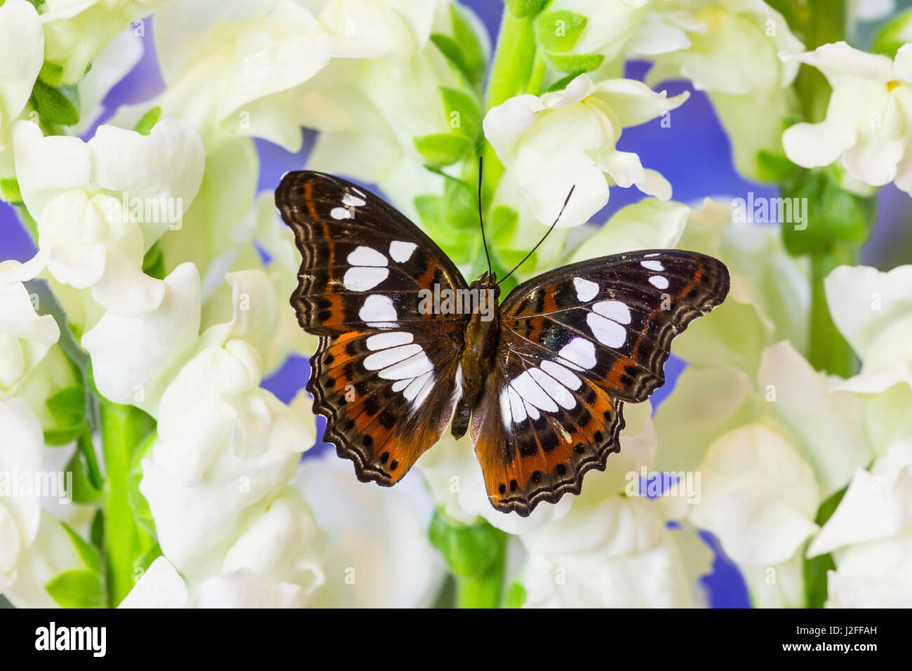 Tropischer Schmetterling Moduza Mata amida Stockfoto