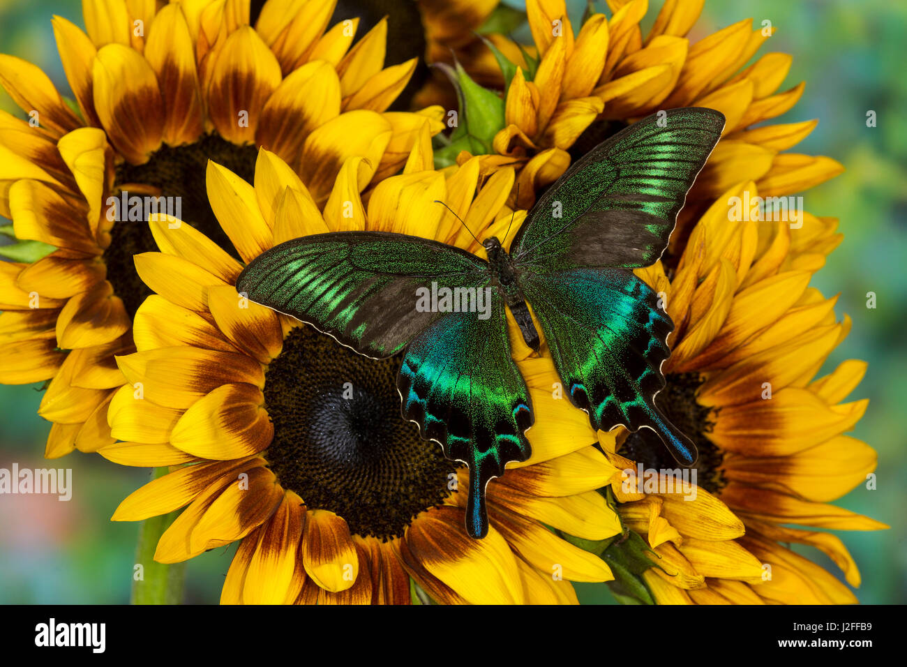 Gemeinsamen Schwalbenschwanz Tagpfauenauge, Papilio bianor Stockfoto